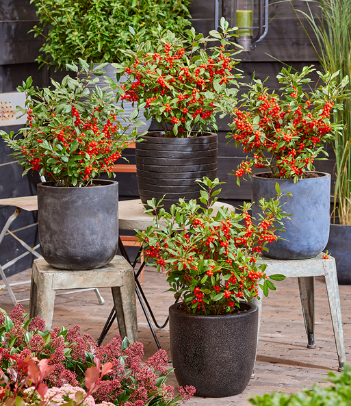Ilex 'Jingle Bells®'
