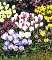 Wildkrokus Prachtmischung