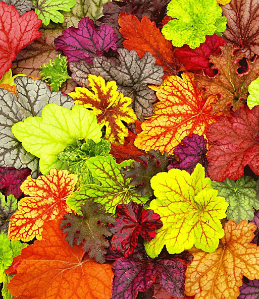 Heuchera-Mix 'Farbpalette'