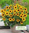 Balkon-Sonnenblume 'SunBelievable®'