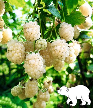 Guaran Trees Pflaumeopal 1 Pflanze Baldur Garten