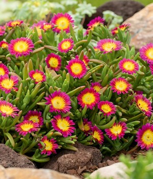 Winterharte Eisblume 'Hot Pink Wonder'