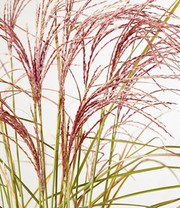 Miscanthus 'Red Cloud®'