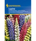 Lupine 'Russels Mix'