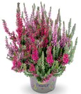 Calluna Knospenheide 'Fluffy Twister®' im 17 cm XXL-Topf