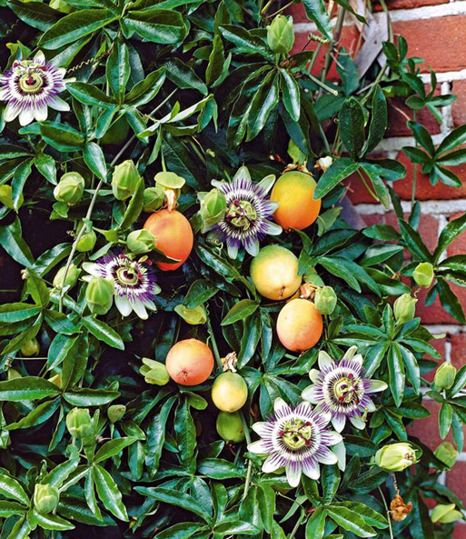 Die Maracuja-Pflanze hat ihre Blüten geöffnet und trägt bereits einige Früchte.