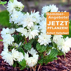 Ziergehölze
