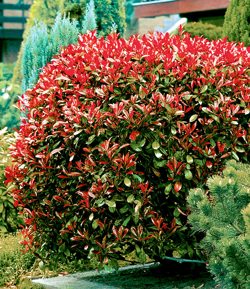 Photinia-Hecke 'Red Robin' 5 Pflanzen