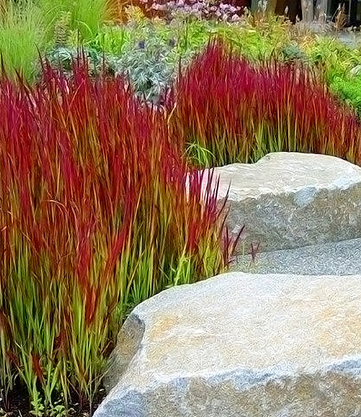 Ziergras 'Red Baron'