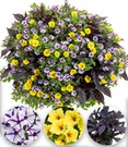 Sommerblumen-Mix 'Violet Vista®'