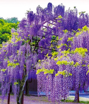 Wisteria 'Okayama®'