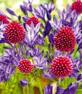 Allium-Triteleia-Mix