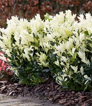 Euonymus 'Himalaya'