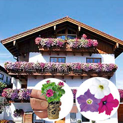Balkon- & Terrasse Jungpflanzen