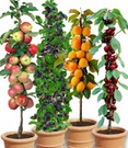 Säulen-Obst-Raritäten-Kollektion