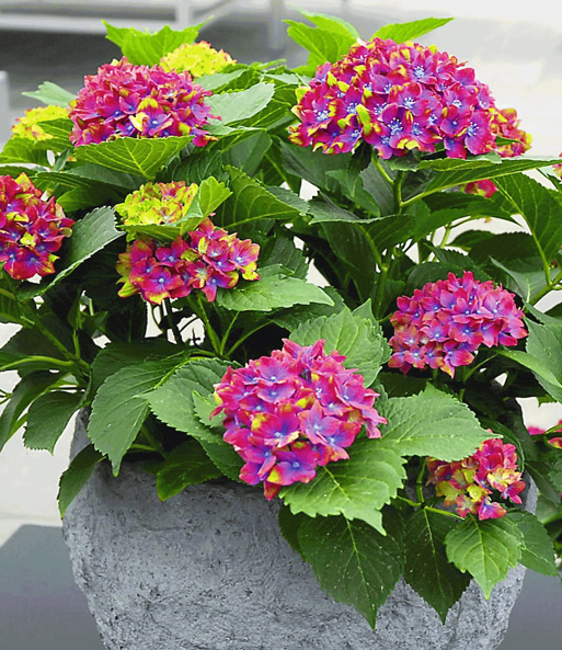 Die Blüten der Freiland-Hortensie „SAXON Schloss Wackerbarth“ blühen dicht beisammen umgeben von großen Blättern der Pflanze.