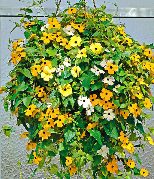 Thunbergia 'Suzie Mixed'