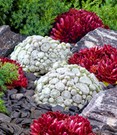 Sempervivum 'Arctic White® & Coral Red®'