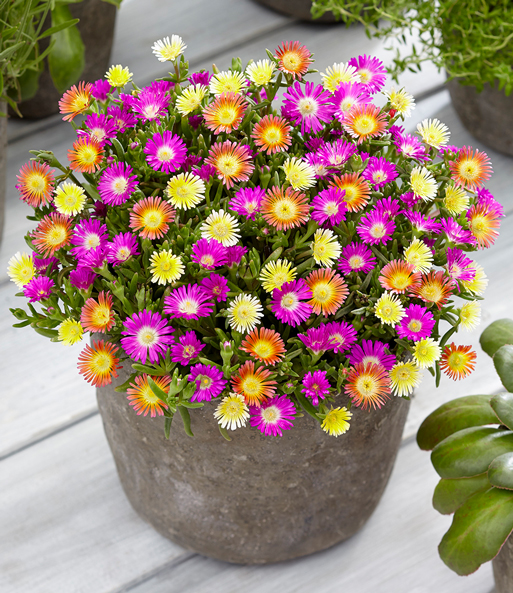Winterharte Eisblumen 'Trio-Mix', im 13 cm XL-Topf
