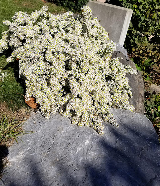 Steinaster 'Snowflurry'