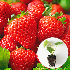Erdbeeren Jungpflanzen