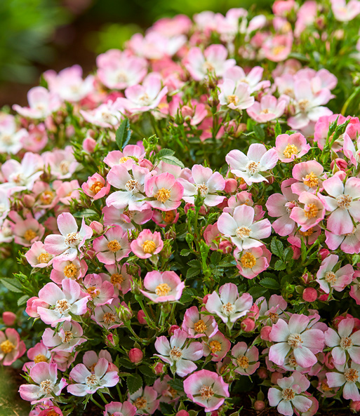 Nahaufnahme der Blüten der Alpin-Rose 'Cutie Pie': Sie sind weiß und verfärben sich zum Rand hin Pink.