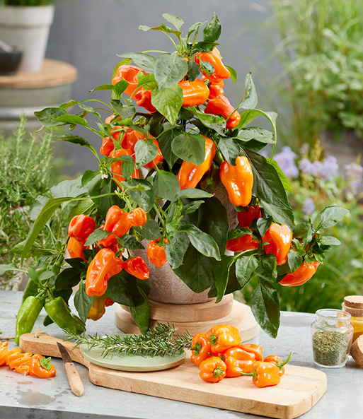 Die Paprika 'Peppers from Heaven' wurde in einen Topf gepflanzt und trägt viele Früchte. Einige liegen auf einem Schneidebrett vor der Pflanze.