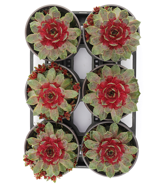 Sempervivum Giants 'Steel Appeal®'