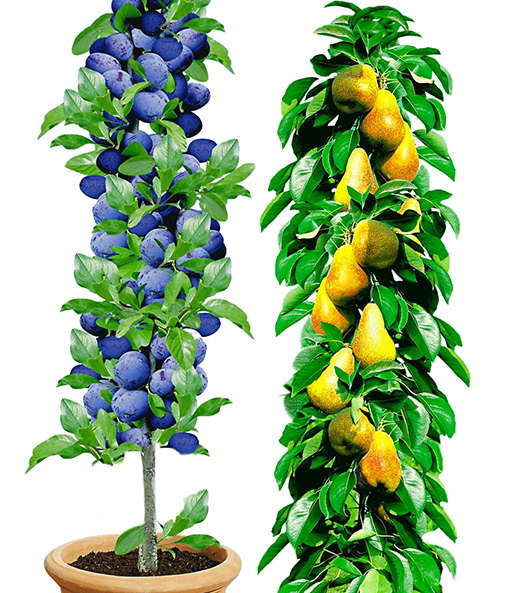 Säulen-Obst-Kollektion Birne & Zwetschge
