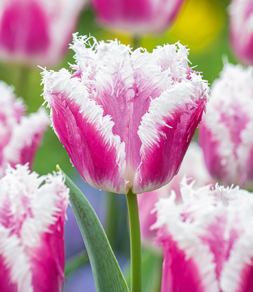 Crispa-Tulpe 'Siesta'