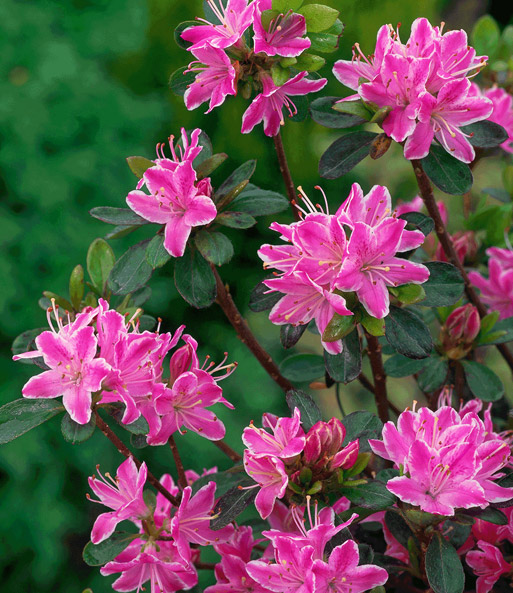 Rhododendron 'Kermesina Rose'
