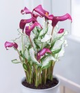 Calla 'Frozen Queen'