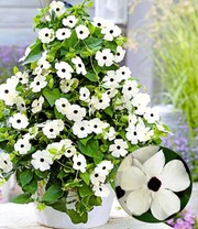 Weiße Thunbergia 'White Halo'