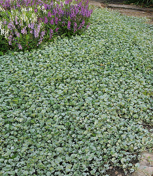 Dichondra 'Silver Falls'