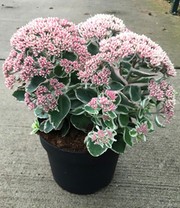 Sedum 'La Vie en Rose'