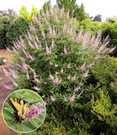 Mönchspfeffer 'Galactic Pink®'