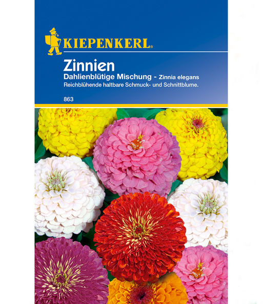 Zinnie 'Dahlienblütige Mix'