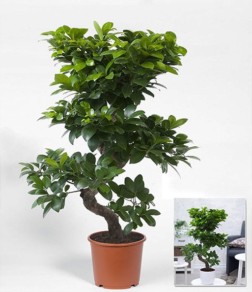 Zimmerbonsai Ficus 'Ginseng' BALDURGarten
