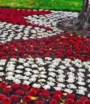 Sempervivum 'Arctic White® & Coral Red®'