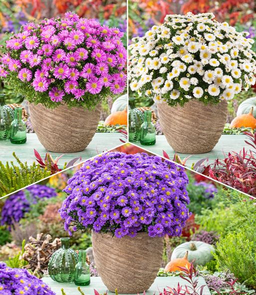 Herbstaster-Kollektion 'Alpha®', je im 12 cm-Topf