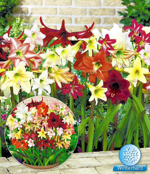 Winterharte Garten-Amaryllis 'Farbmix'
