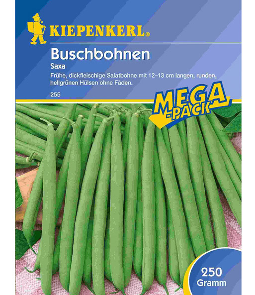 Buschbohne 'Saxa'