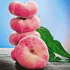 Obstbäume