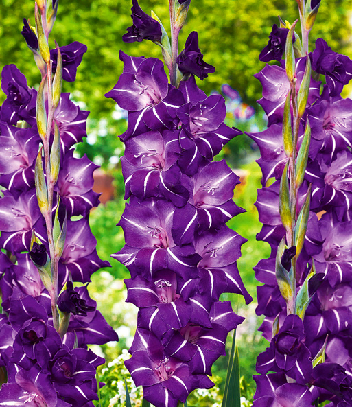 Gladiole 'Flirty'