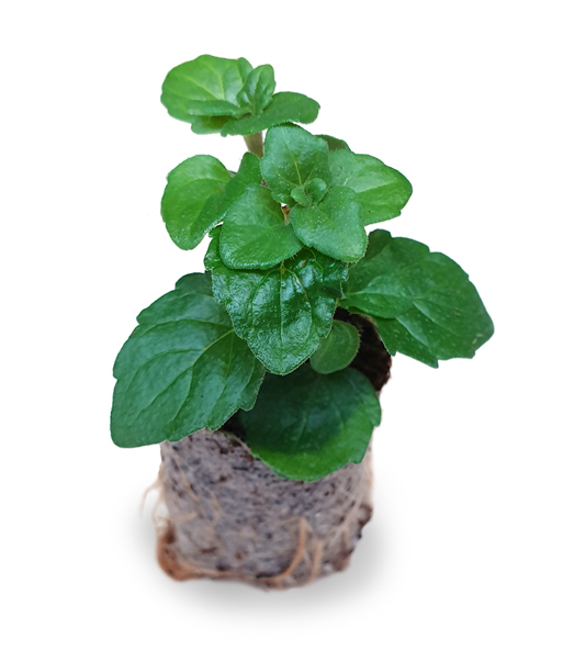 Indian Mint