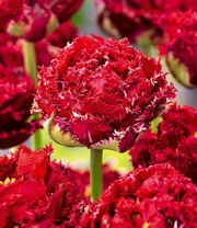 Crispa-Tulpe 'Qatar'