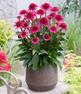 Echinacea 'Delicious Candy®'