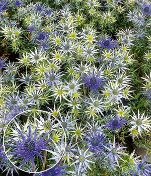 Eryngium 'Bourgatii'