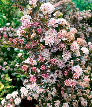 Fasanenspiere