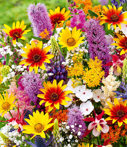 Die verschiedenen bunten Blüten des Stauden-Mix „Joie de Vivre“ erstrahlen Farbenfroh.